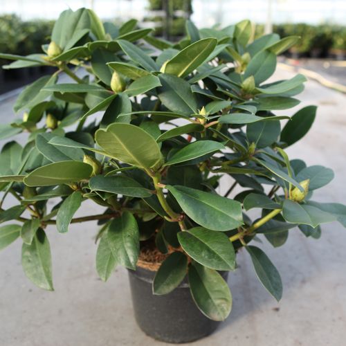 Rhododendron 'Germania' cont. 5L 40-50 cm (rosa) +B