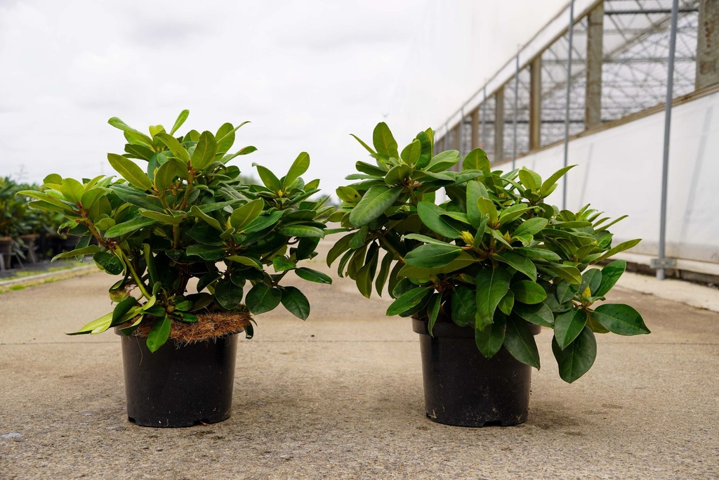 [P] Rhododendron 'Germania' poj. 5L 40-50 cm (różowy) +f