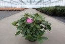 Rhododendron 'Germania' cont. 5L 40-50 cm (roze) +f