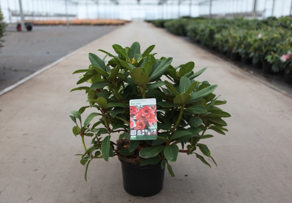 [P] Rhododendron 'Red Jack' cont. 5L 40-50 cm (red) +p