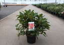 Rhododendron 'Red Jack' cont. 5L 40-50 cm (rood) +f