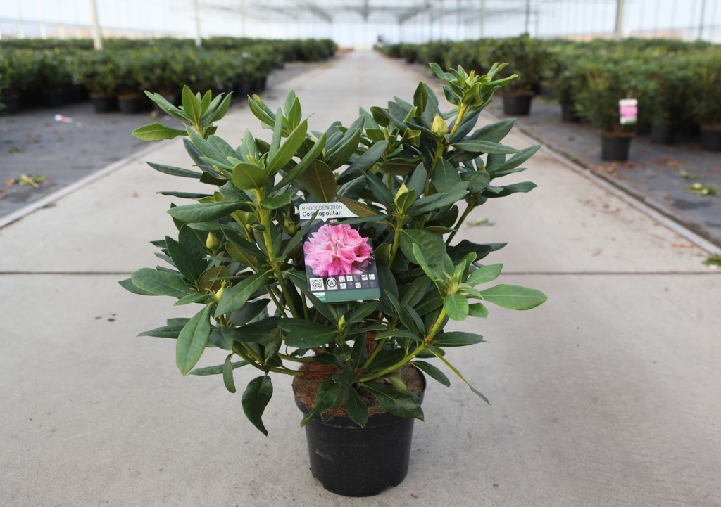 [P] Rhododendron 'Cosmopolitan' cont. 5L 40-50 cm (rosa) +B