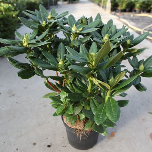 Rhododendron 'Cosmopolitan' cont. 5L 40-50 cm (rose) +p