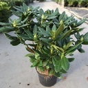 Rhododendron 'Cosmopolitan' cont. 5L 40-50 cm (pink) +ф