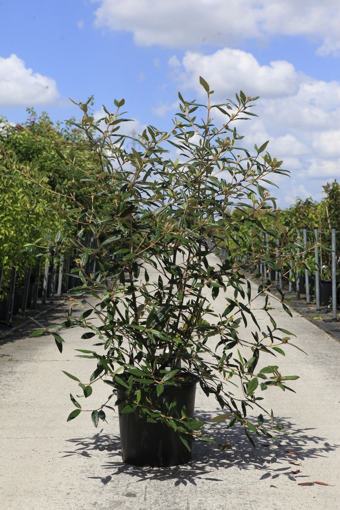 [P] Viburnum 'Pragense' cont. 25L 100-125 cm +f