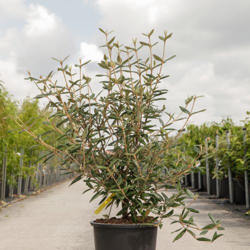 Viburnum 'Pragense' cont. 25L 100-125 cm +p