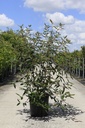 Viburnum 'Pragense' cont. 25L 100-125 cm +ф