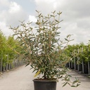 Viburnum 'Pragense' cont. 25L 100-125 cm +p