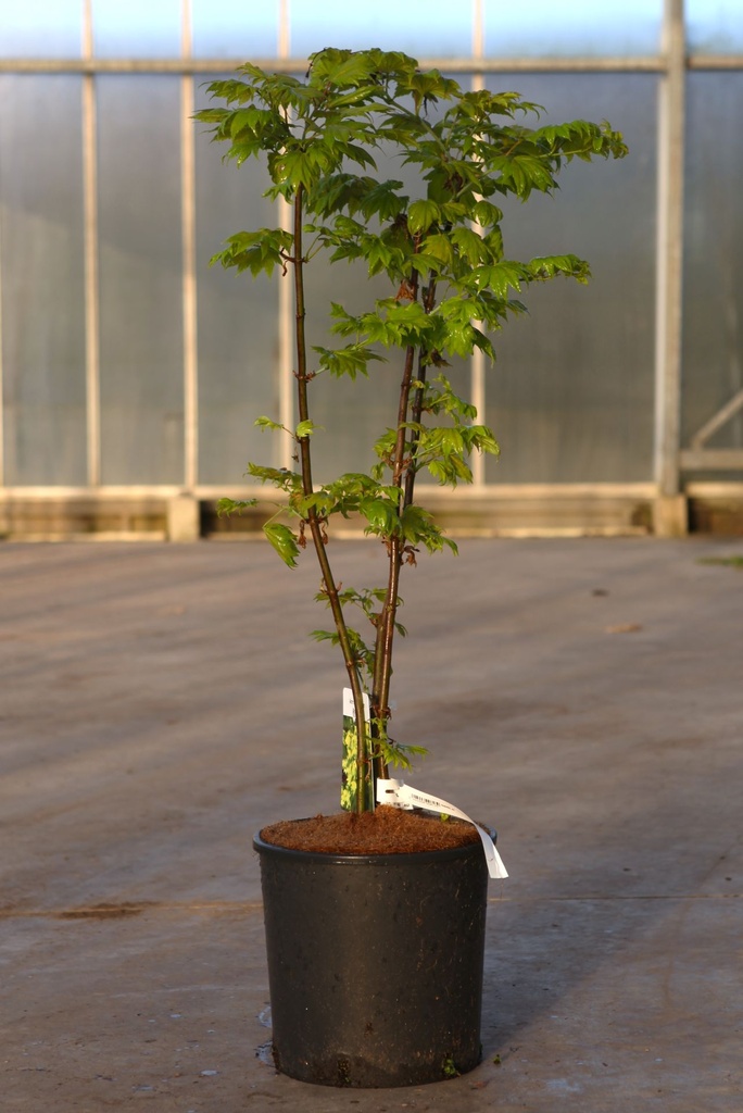 [P] Acer shirasawanum 'Aureum' cont. 12L 80-100 cm