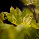 Acer shirasawanum 'Aureum' cont. 12L 80-100 cm