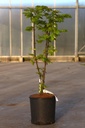 Acer shirasawanum 'Aureum' cont. 12L 80-100 cm