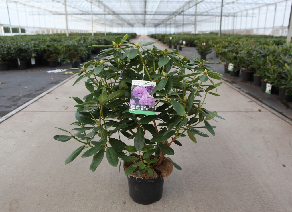 [P] Rhododendron 'Catawbiense Grandiflorum' cont. 5L 40-50 cm (blau) +B