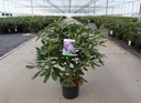 Rhododendron 'Catawbiense Grandiflorum' cont. 5L 40-50 cm (blue) +p