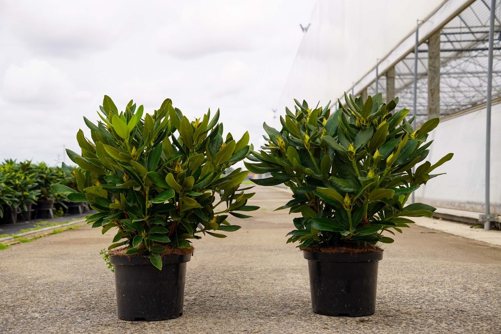 [P] Rhododendron 'Cunningham's White' Kont. 5L 40-50 cm (weiss) +B