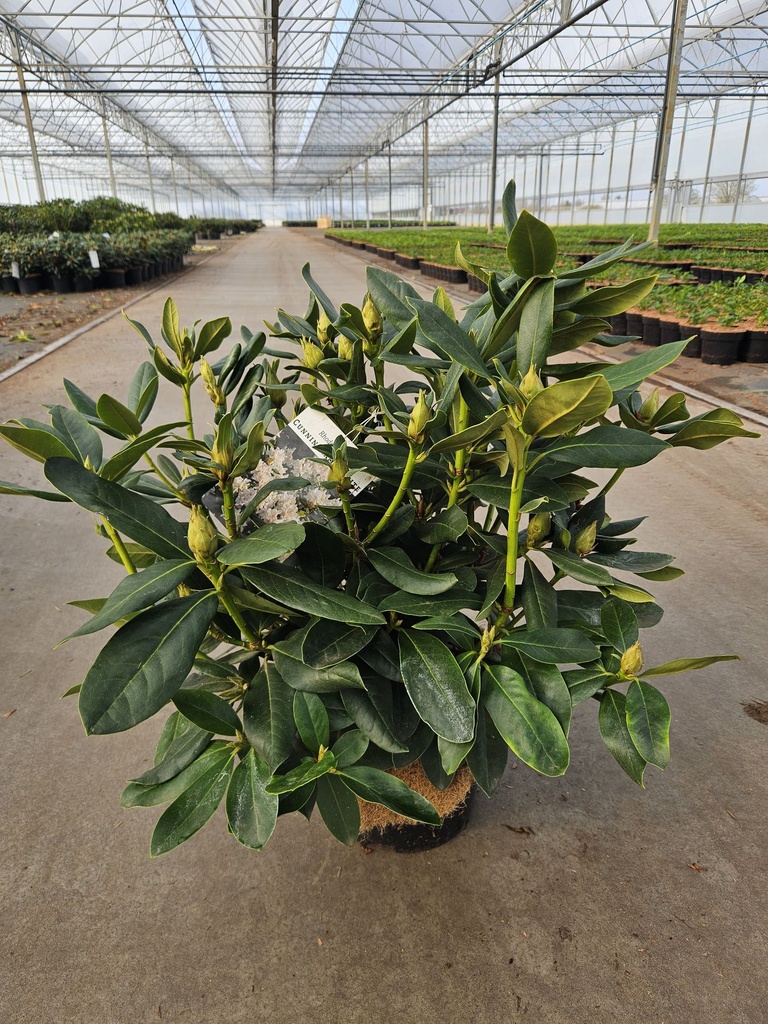Rhododendron 'Cunningham's White' cont. 5L 40-50 cm (white) +p