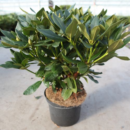 Rhododendron 'Cunningham's White' cont. 5L 40-50 cm (white) +p