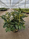 Rhododendron 'Cunningham's White' cont. 5L 40-50 cm (white) +ф