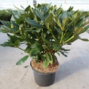 Rhododendron 'Cunningham's White' cont. 5L 40-50 cm (white) +ф