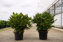 Rhododendron 'Cunningham's White' vaso 5L 40-50 cm (bianco) +f