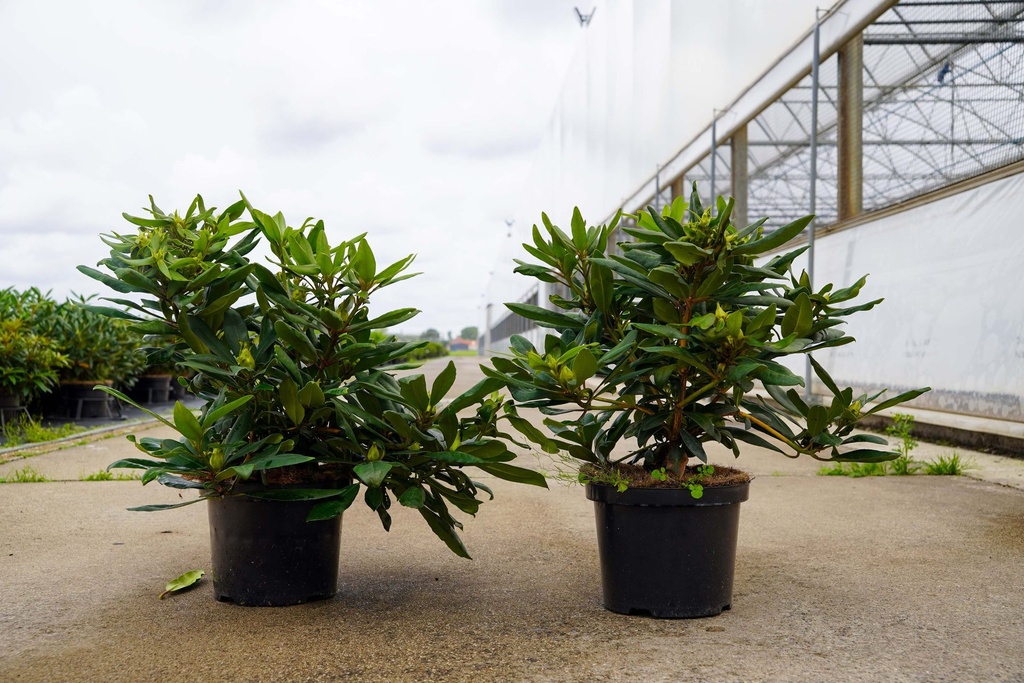 Rhododendron 'Marcel Menard' cont. 5L 40-50 cm (paars) +f