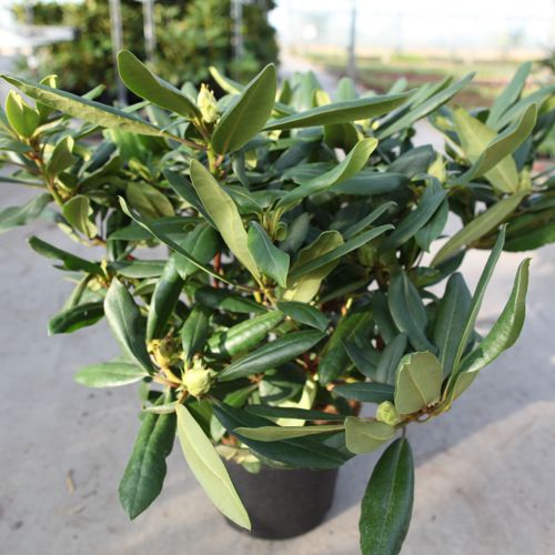 Rhododendron 'Marcel Menard' cont. 5L 40-50 cm (purple) +ф