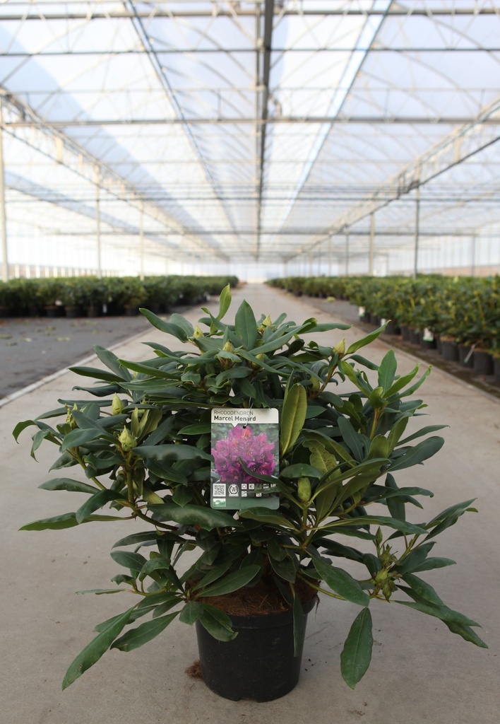 [P] Rhododendron 'Marcel Menard' cont. 5L 40-50 cm (violett) +B