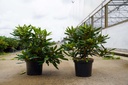 Rhododendron 'Marcel Menard' cont. 5L 40-50 cm (paars) +f