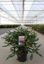 Rhododendron 'Marcel Menard' cont. 5L 40-50 cm (purple) +p