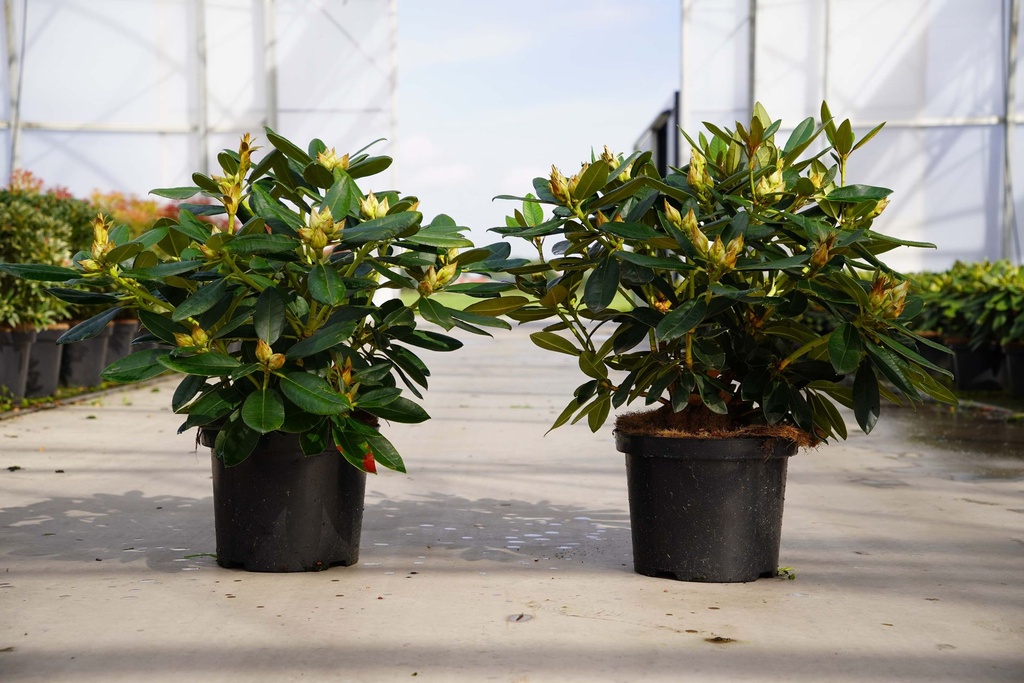 [P] Rhododendron 'Percy Wiseman' cont. 5L 40-50 cm (pink) +p