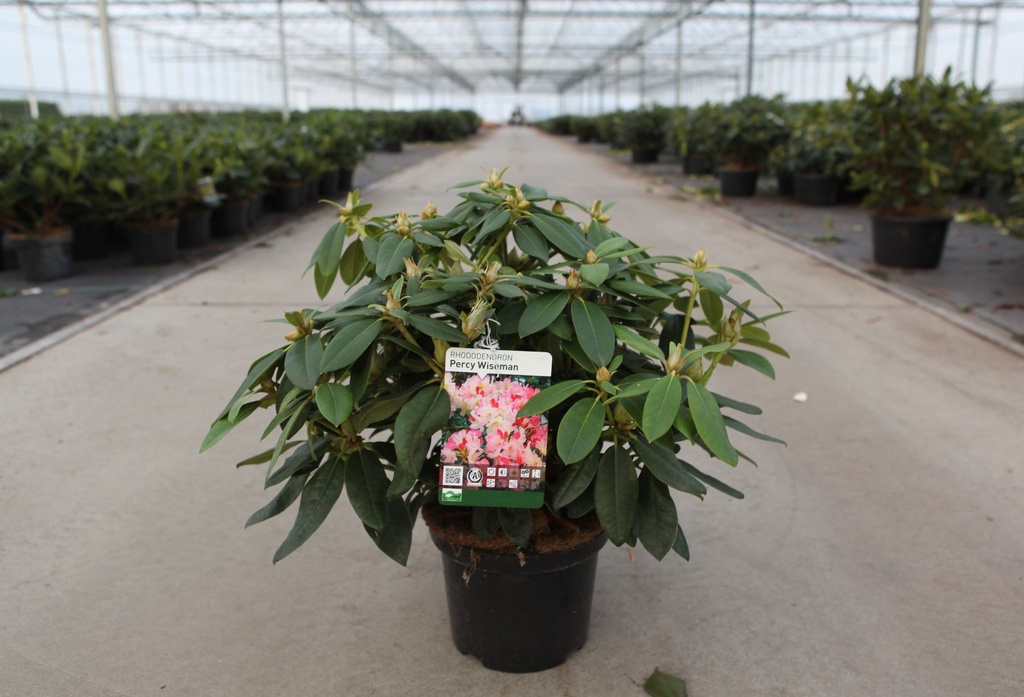 [P] Rhododendron 'Percy Wiseman' cont. 5L 40-50 cm (rose) +p