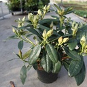 Rhododendron 'Percy Wiseman' cont. 5L 40-50 cm (pink) +p