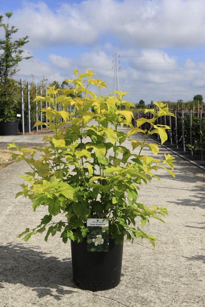Viburnum opulus 'Park Harvest' cont. 12L 60-80 cm +f