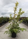 Viburnum opulus 'Park Harvest' cont. 12L 60-80 cm +ф