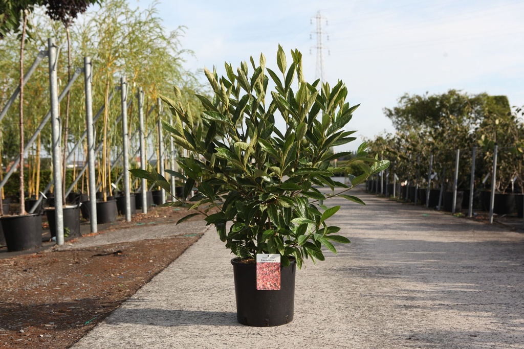 [P] Viburnum nudum 'Brandywine®' cont. 12L 60-80 cm +ф