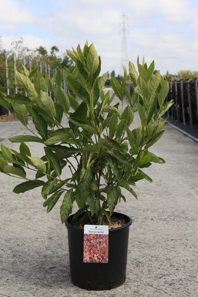 [P] Viburnum nudum 'Brandywine®' cont. 12L 60-80 cm +ф
