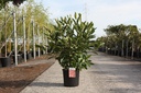 Viburnum nudum 'Brandywine®' cont. 12L 60-80 cm +ф