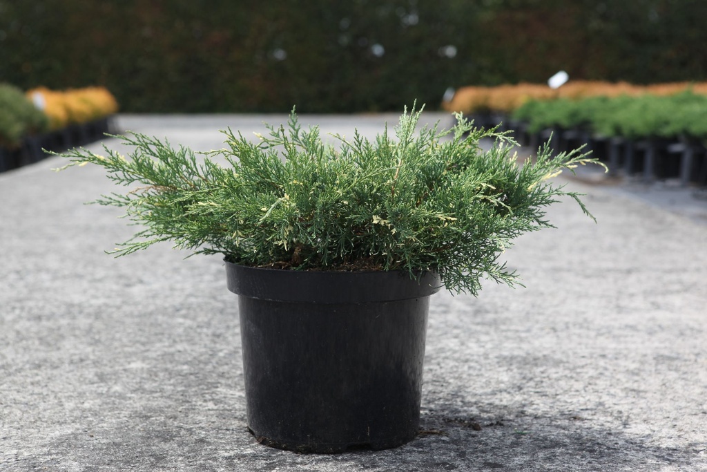 Juniperus pfitzeriana 'White Splash' cont. 7,5L 40/+ cm