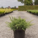 Juniperus pfitzeriana 'White Splash' cont. 7,5L 40/+ cm