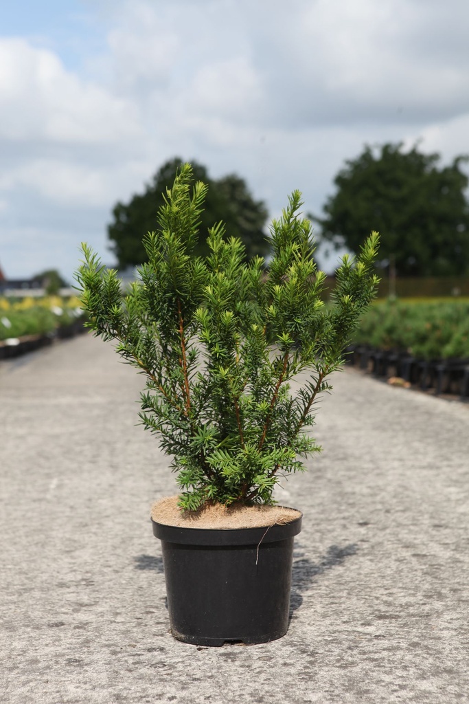 [P] Taxus media 'Densiformis' cont. 5L 40-50 cm