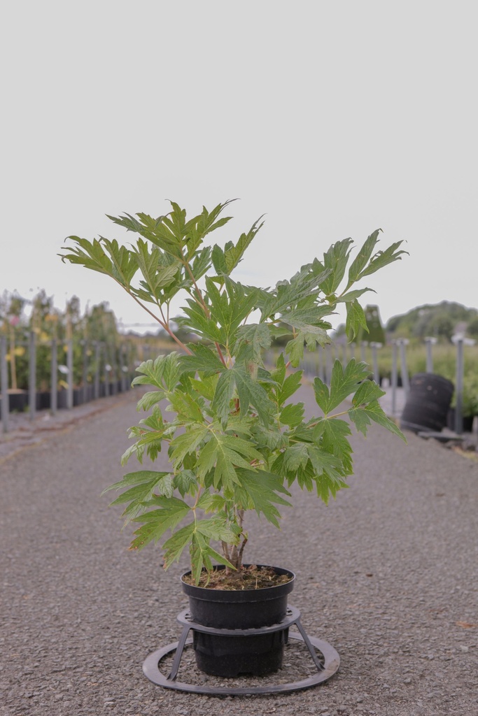 [P] Paeonia lutea cont. 4L 40-50 cm +B