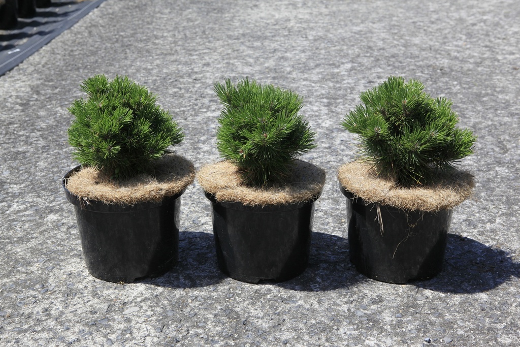 [P] Pinus mugo 'Heideperle' Kont. 5L 20-25 cm