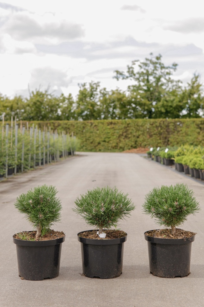 Pinus mugo 'Heideperle' cont. 5L 20-25 cm