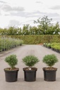 Pinus mugo 'Heideperle' cont. 5L 20-25 cm
