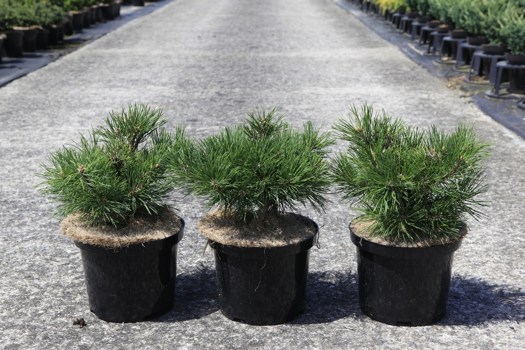 Pinus mugo 'Gnom' cont. 5L 40/+ cm