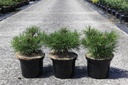 Pinus mugo 'Gnom' Kont. 5L 20-25 cm