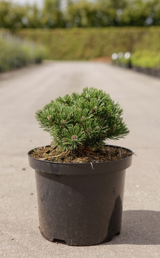 Pinus mugo 'Sherwood Compact' cont. 5L 20-25 cm
