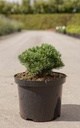 Pinus mugo 'Sherwood Compact' cont. 5L 20-25 cm