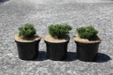 Pinus mugo 'Sherwood Compact' cont. 5L 20-25 cm