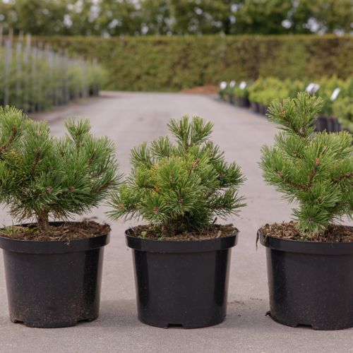 Pinus mugo 'Carstens Wintergold' cont. 5L 30/+ cm