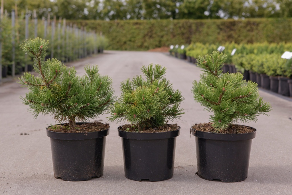 Pinus mugo 'Carstens Wintergold' cont. 5L 30/+ cm